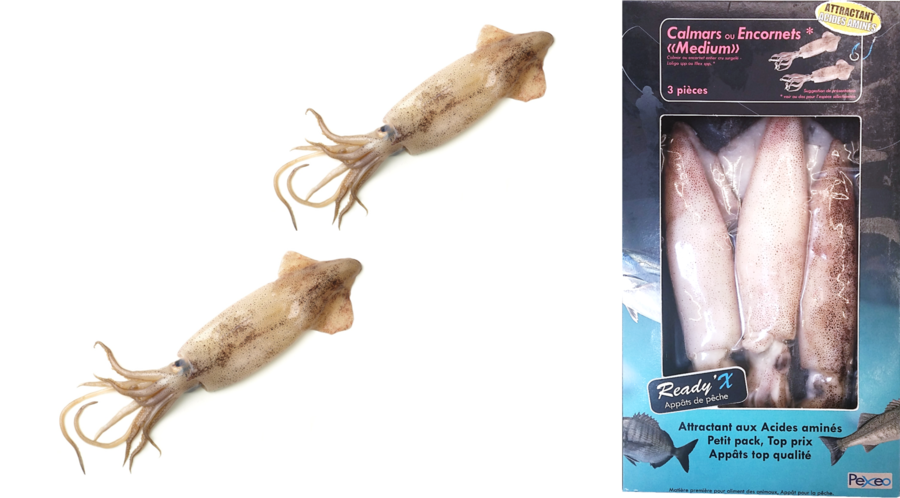 Pexeo - Céphalopes (seiches, calamars)